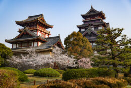 Japan_Sakura_2025 (36/79)